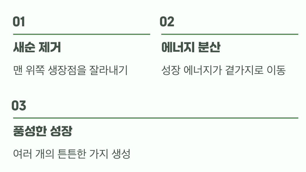 순지르기, 그게 뭔가요?