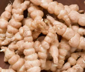 초석잠 효능과 영양성분, 주의점