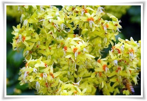 화초 "모감주나무" 황금빛 비를 내리는 신비로운, 꽃보다 열매가 예쁜 나무!