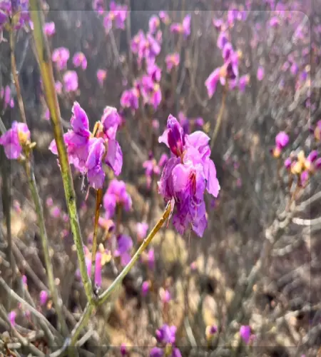 비슬산 참꽃축제_1