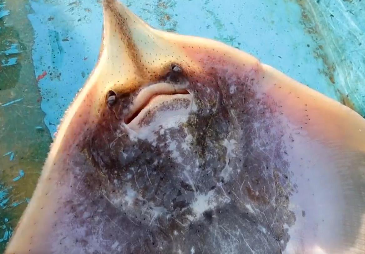 방금 잡아 올린 6시내고향 인생은행복해 간자미