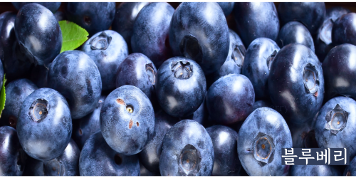 싱싱한 블루베리