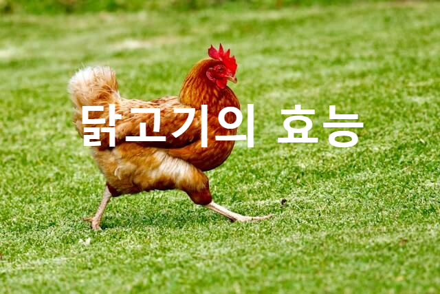 닭고기