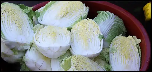 김장 채소 등 재료 할인 최대 50%(+절임배추 사전예약)