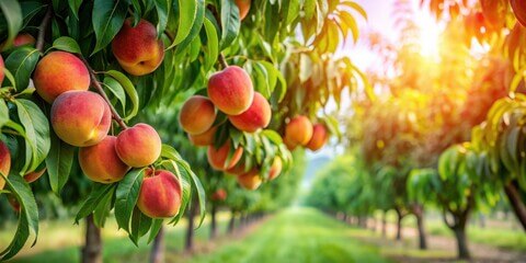 농식품 바우처 카드 잔액 조회 방법