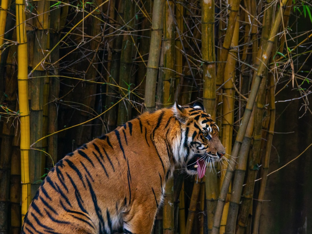 Tiger nut.