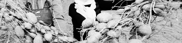 감자 심는 시기, 감자 심는 방법 4~5월, 8~9월