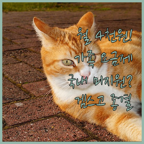 국내 미지원 유튜브 가족 요금제 대신..