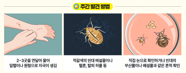 빈대-주간-발견법-이미지