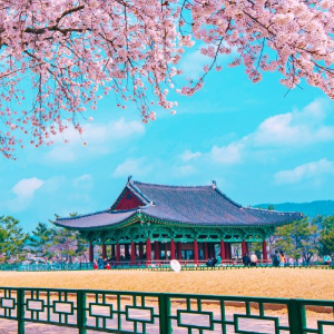 2025 대한민국 벚꽃 개화 시기 총정리! 지역별 명소 & 축제 일정