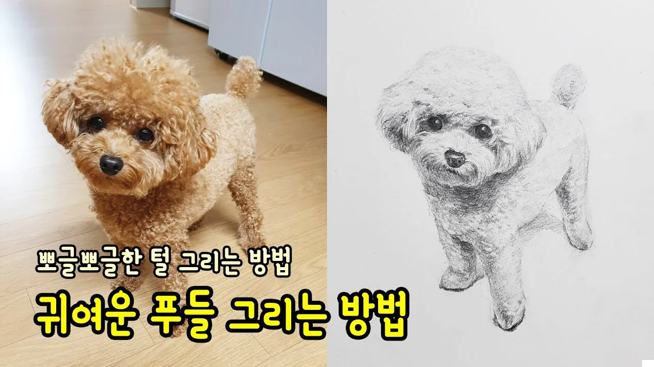 푸들 종류 토이푸들 실버투들 분양 가격 성격_1