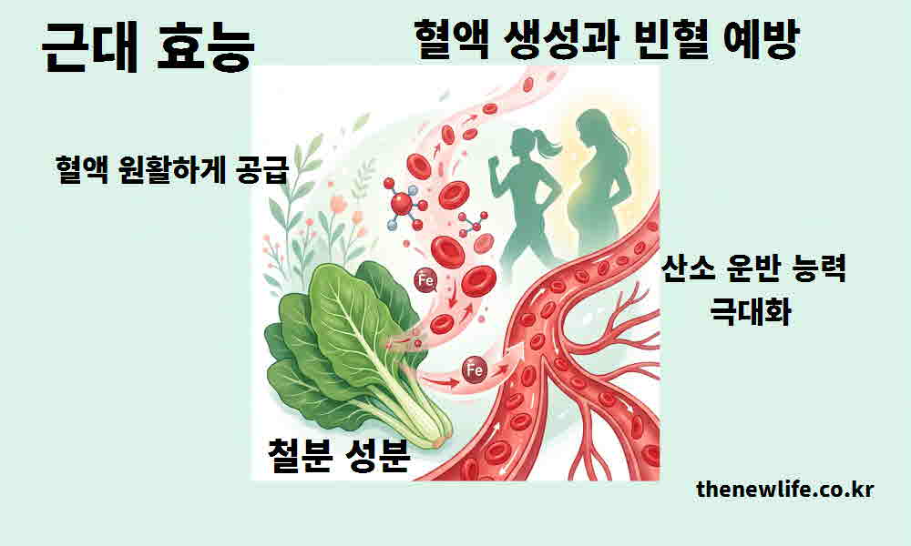 근대 효능 혈액 생성 빈혈 예방