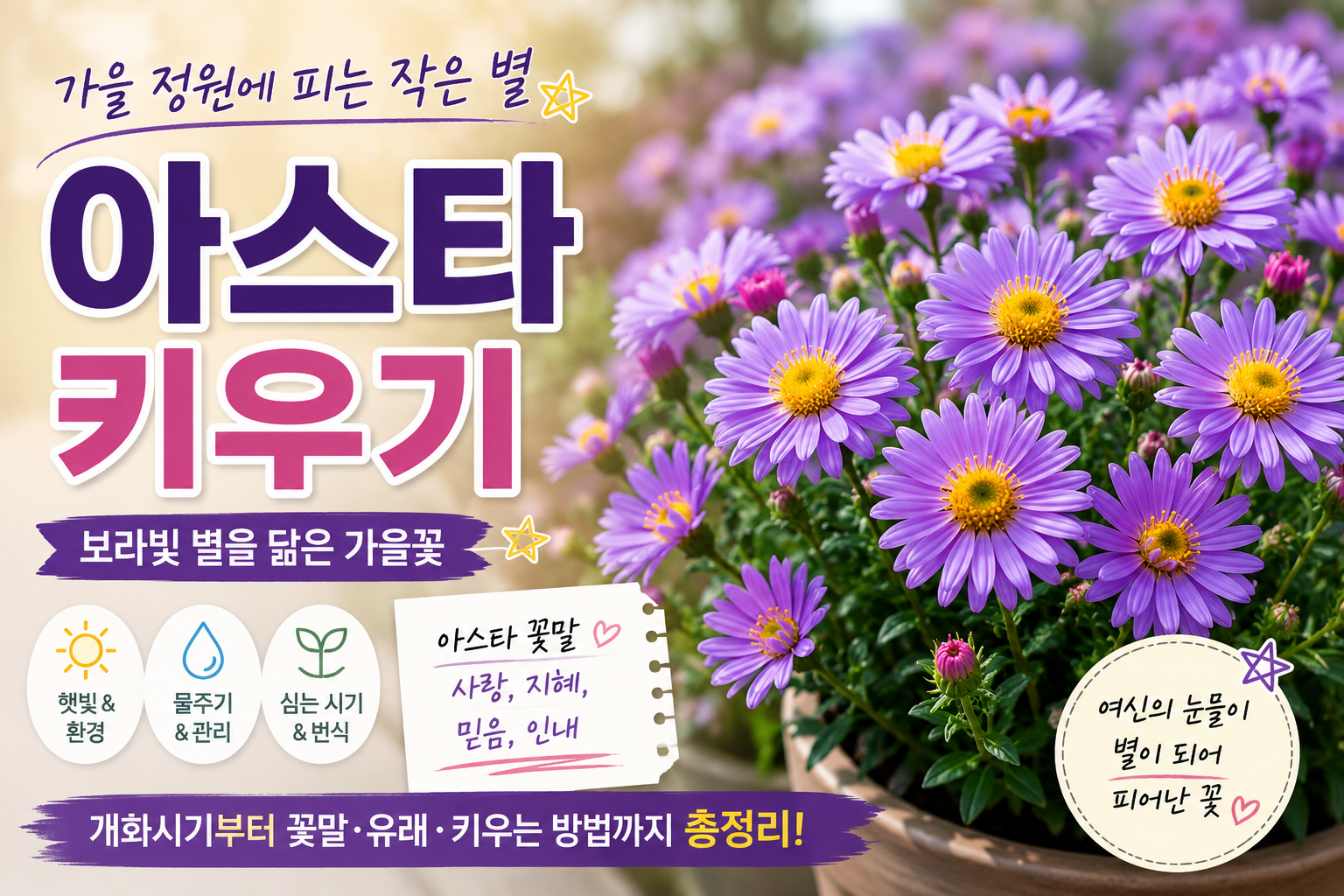 아스타 키우기｜가을에 피는 보라색 꽃, 꽃말과 별을 닮은 꽃 이야기