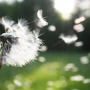 알레르기 결막염 약국 안약