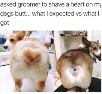 강아지 엉덩이 들이미는 이유 애정표현인지_19