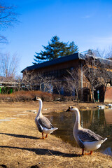 남이섬 어쿠스틱 청춘 페스티벌 총 정리