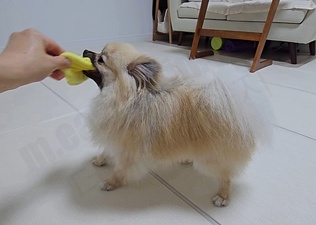 활발하게 터그 놀이를 하는 강아지