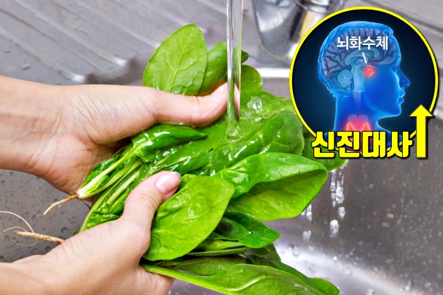 시금치,단백질 많은 채소,다이어트 식단추천