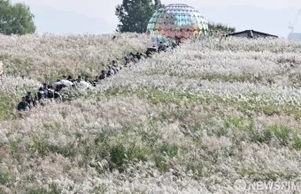 서울 억새축제 2025 일정위치 총정리로 안내_15