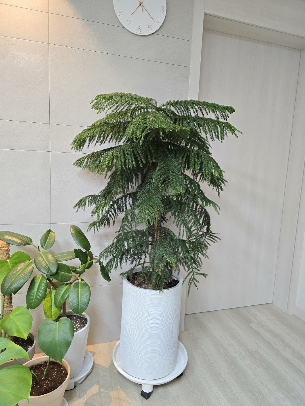 반듯해진 아라우카리아