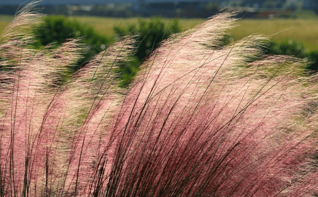 전국의 핑크 뮬리 명소 총정리