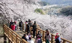  화개장터 벚꽃축제 축제