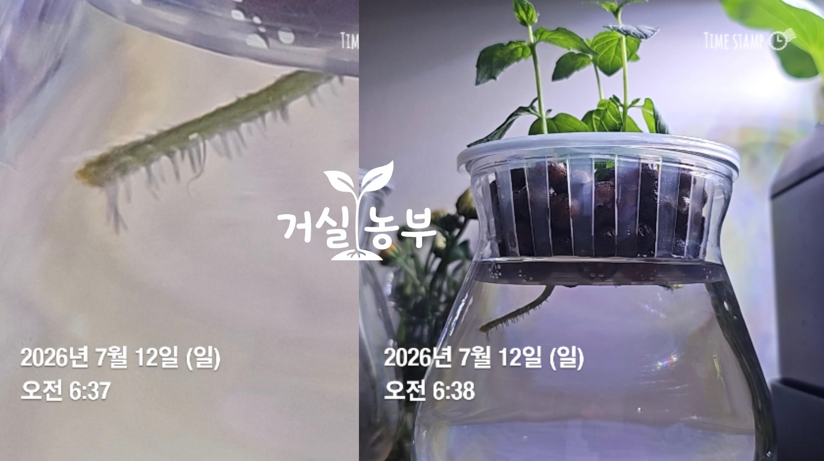 페퍼민트 삽목 5일차 여러 가닥으로 자라는 뿌리