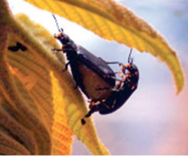 호두나무잎벌레