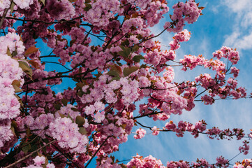 2025 화담숲 벚꽃 예약 방법 & 입장료 할인