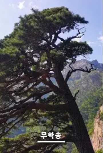 설악산 케이블카 예약안내