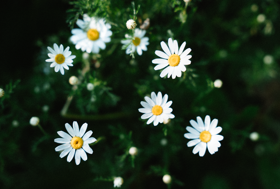 A captivating close-up view of white blooming daisies in a natural setting, showcasing their beauty.