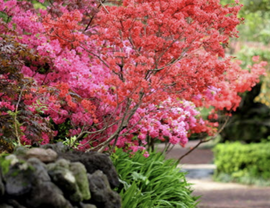 휴애리 수국축제