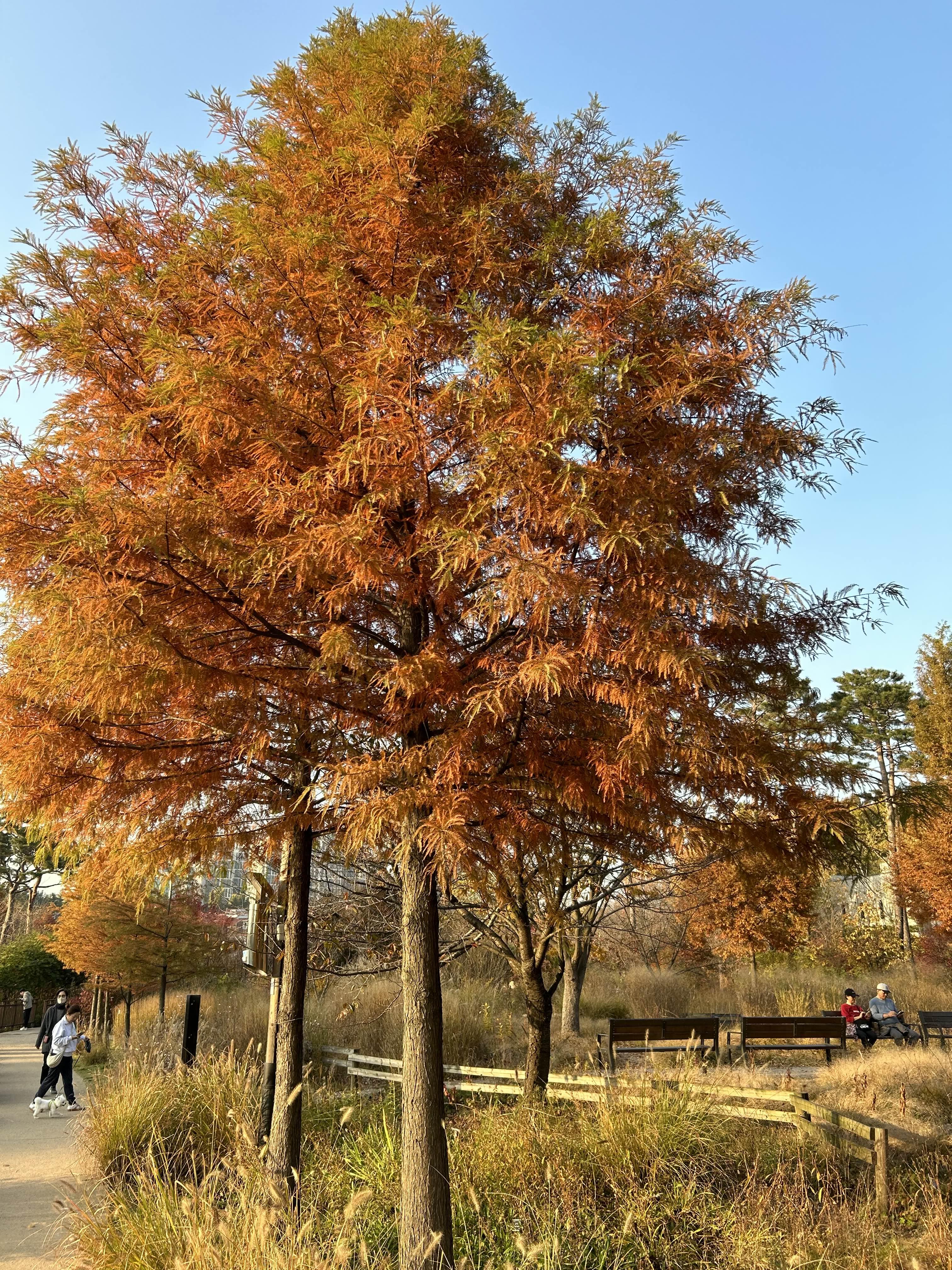 푸른수목원 (단풍절정)