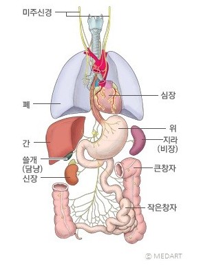 미주신경
