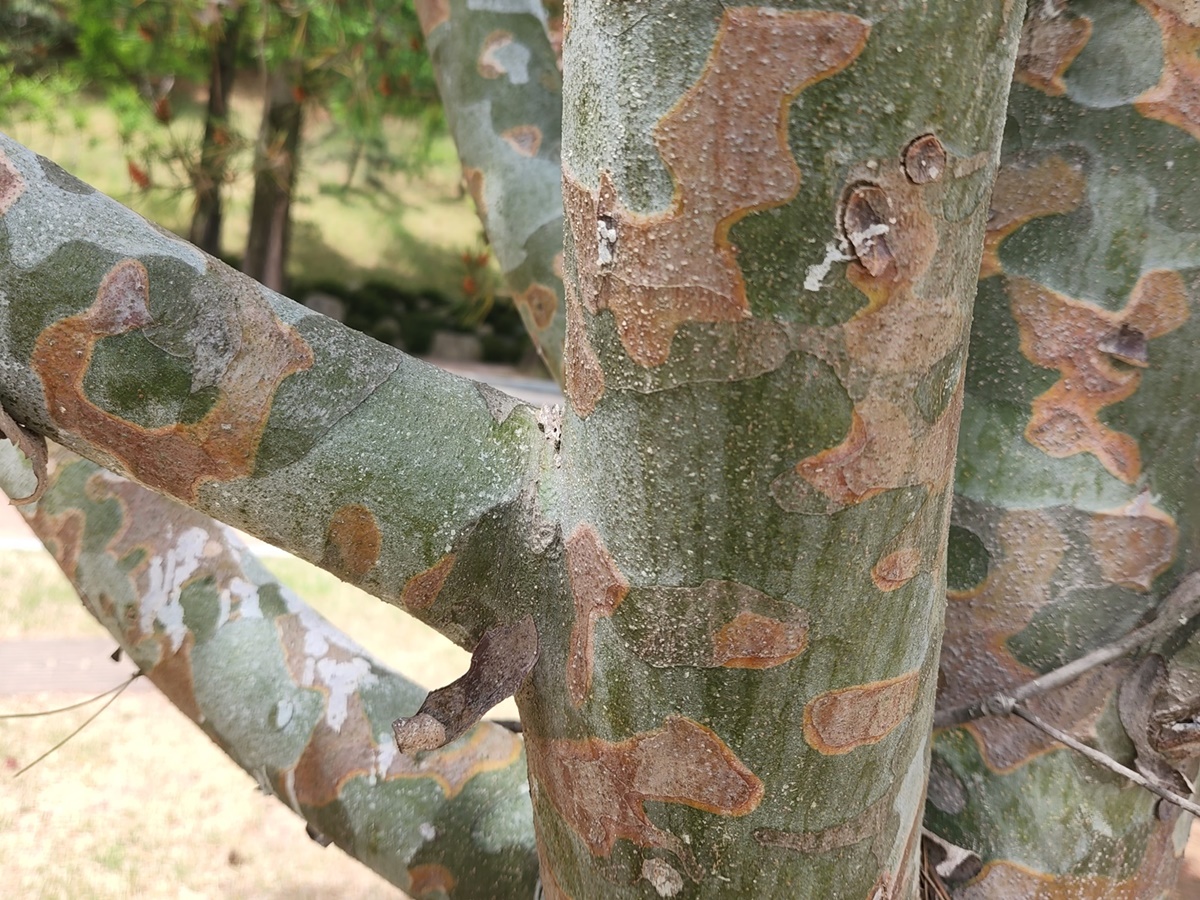 백송