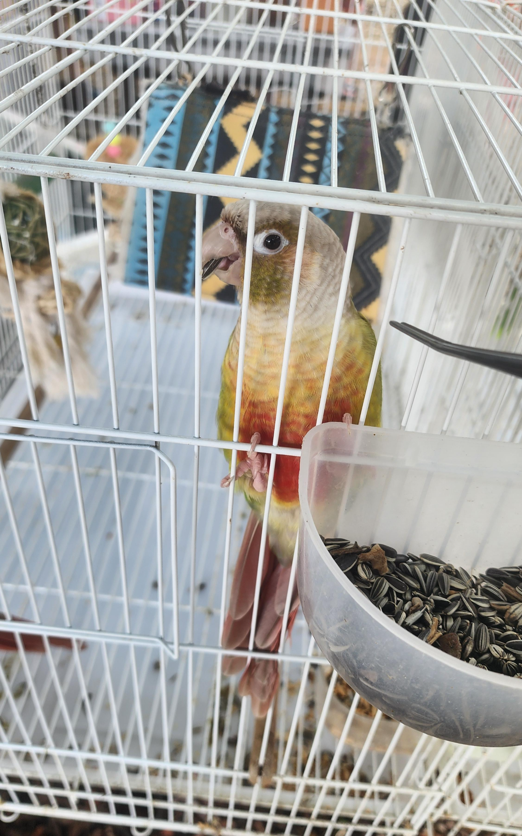 흙내음 글램핑 앵무새