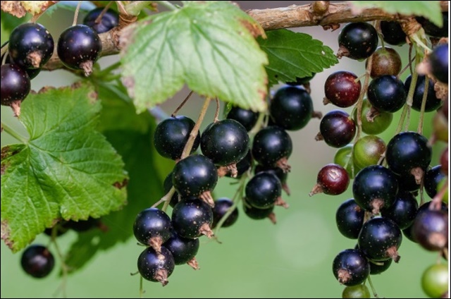 블랙커런트 효능, 혈관 건강까지 한번에