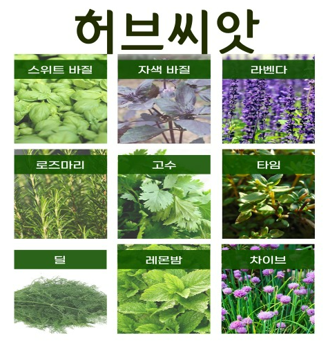 씨앗부터 키우는 실내 허브 &ndash; 발아부터 수확까지 단계별 정리