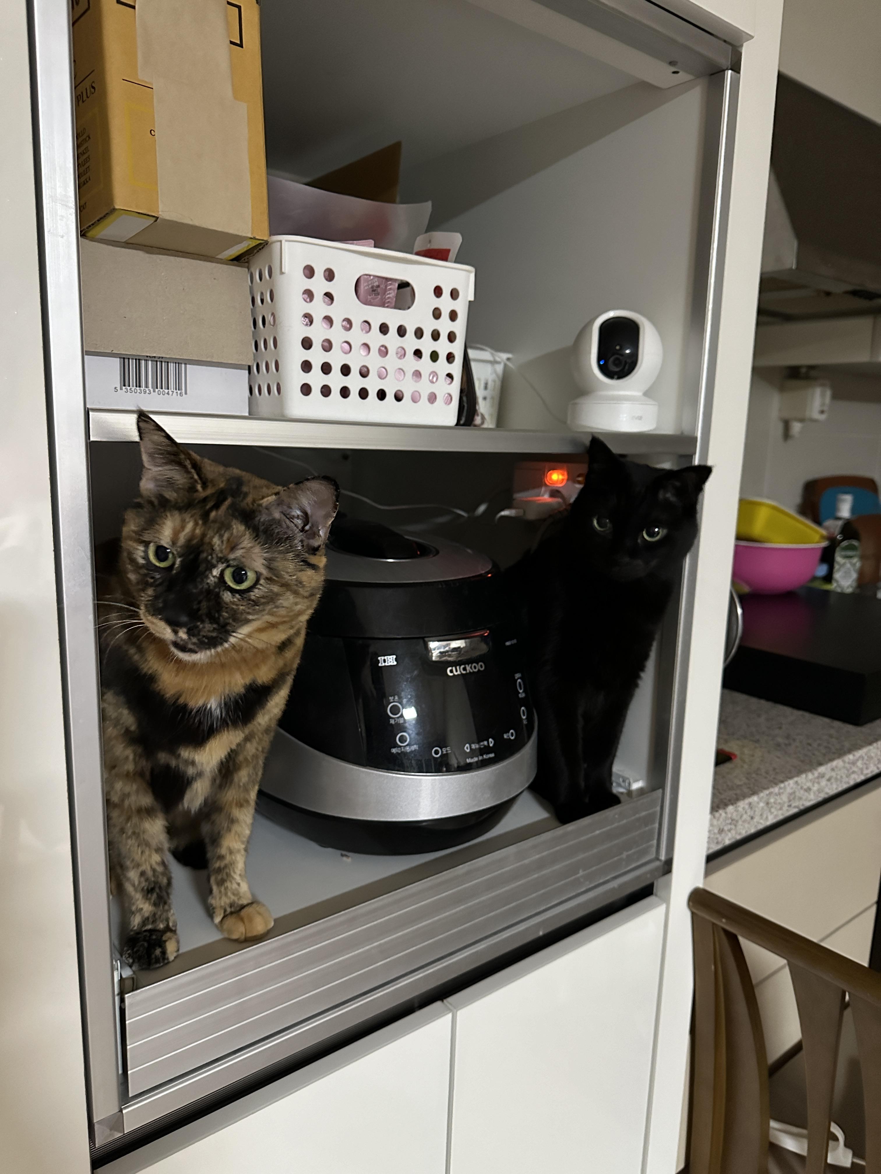 지정석에서_간식을_요구하는_건이와_사랑이