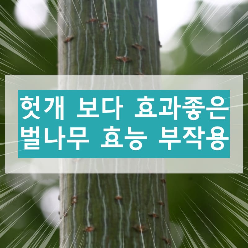 벌나무 효능 부작용