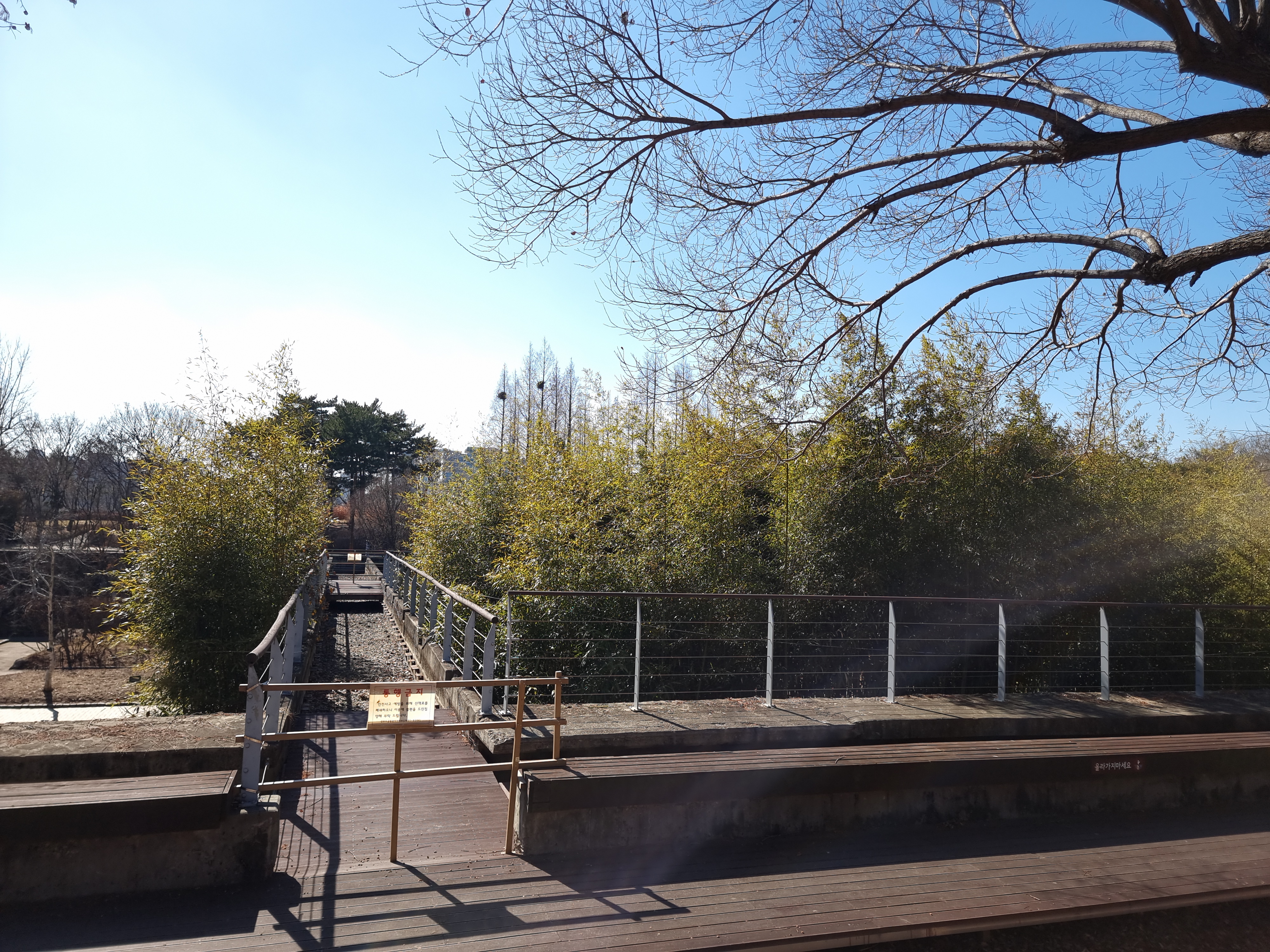 선유도공원 '대나무숲'