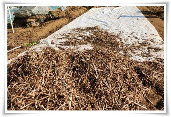 &quot;10월, 들깨 수확해야 해요!&quot; 건강과 맛을 한 번에 얻는 들깨 수확법!