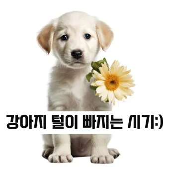 털 안 빠지는 강아지 견종 추천 털 알레르기 적은 강아지 털 안빠지는 대형견 소형견_9