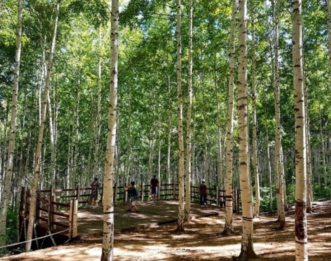 남이섬 자작나무 숲 이미지