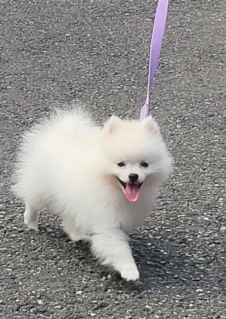 산책중인 하콩