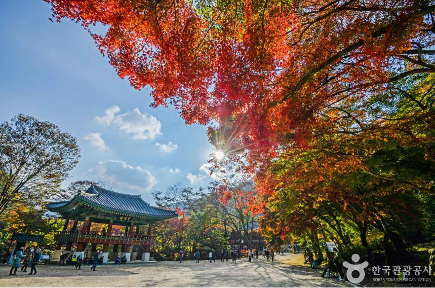 백양사
단풍
애기단풍