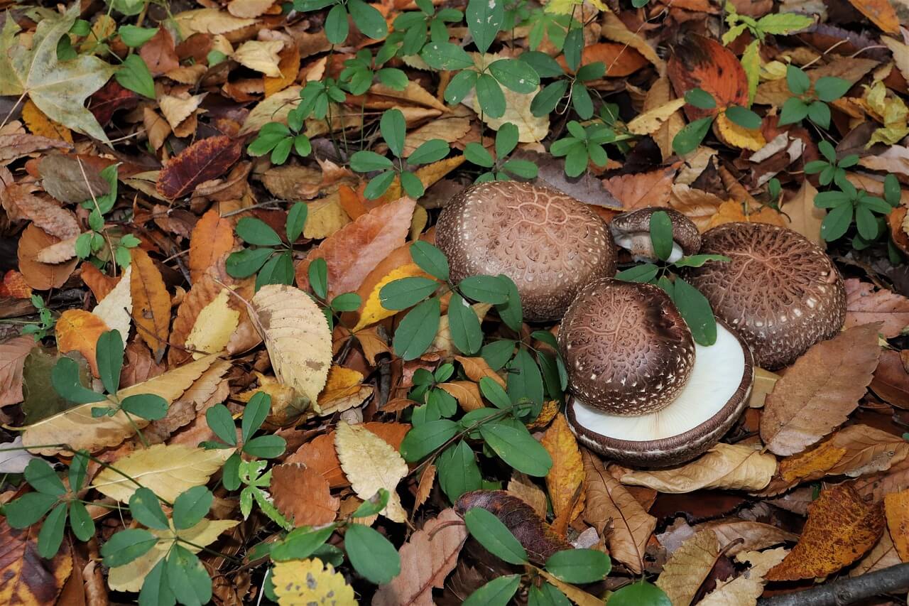 능이버섯 보관법