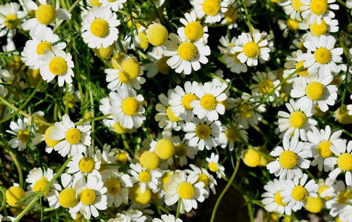 캐모마일꽃 사진입니다.