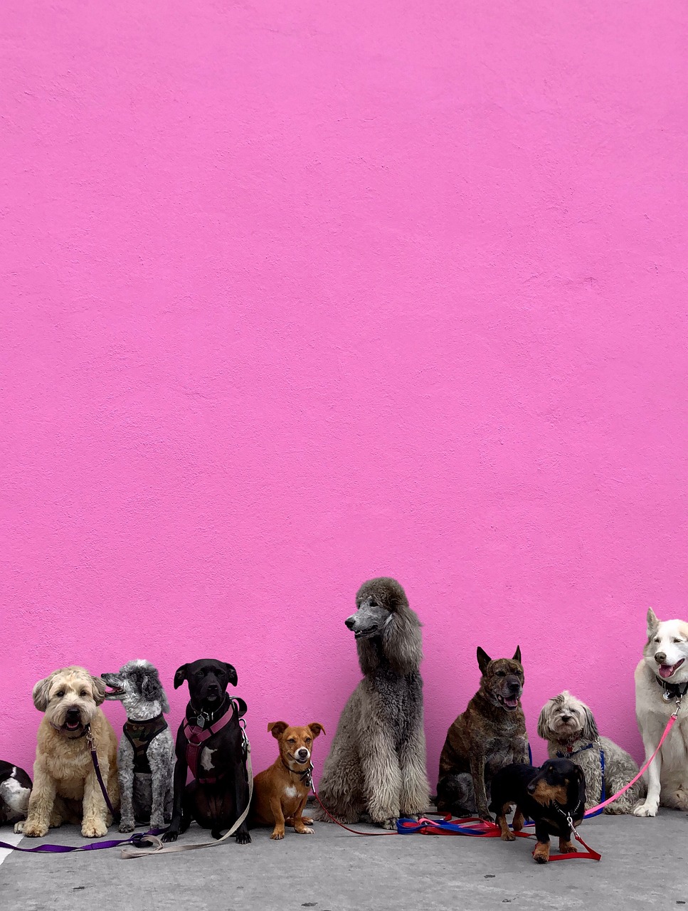 다견 가구 여행 관련 사진