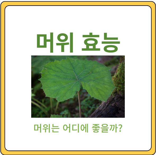 머위 효능
